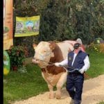 buda si taurul o