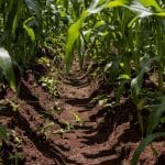 climate changes urge farmers to use sustainable practices corteva agriscience o
