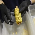 corn corteva agriscience the seed journey picture o