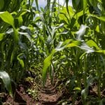 corn field world water day corteva agriscience ok o