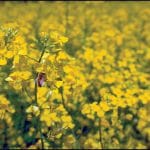 corteva agriscience canola crop sclerotinia protector technology in romania o