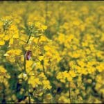 corteva agriscience canola crop solutions for romanian farmers in enhancing agricultural biodiversity o