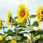effective crop protection active substance research for food security corteva o