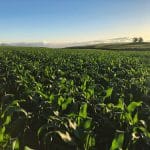 field of corn corteva agris o