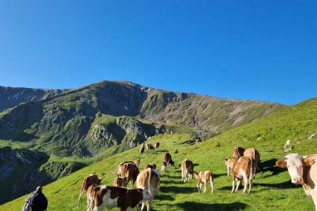 montan vaci o