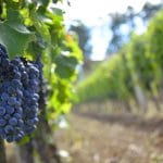 print royal vineyard grapes o