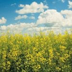 romanian canola producers thrive amidst drought with solutions corteva agriscience o