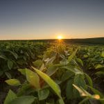 soybean field corteva launches corteva catalyst o