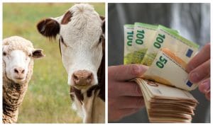 Revoltă într-o comună din Buzău unde primăria a condiționat eliberarea adeverințelor APIA!