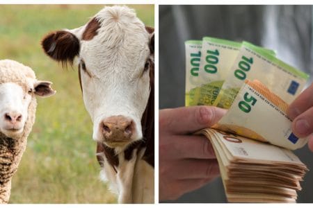 subv apia zoo 2024 o