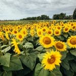sunflower seed applied technology corteva agriscience o