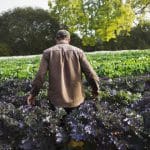 sustainable solutions for effective virus prevention in horticultural crops corteva agriscience o