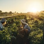 talenta female in agriculture corteva agriscience o