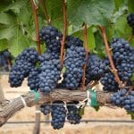 tools for farmers combating food waste corteva agriscience o