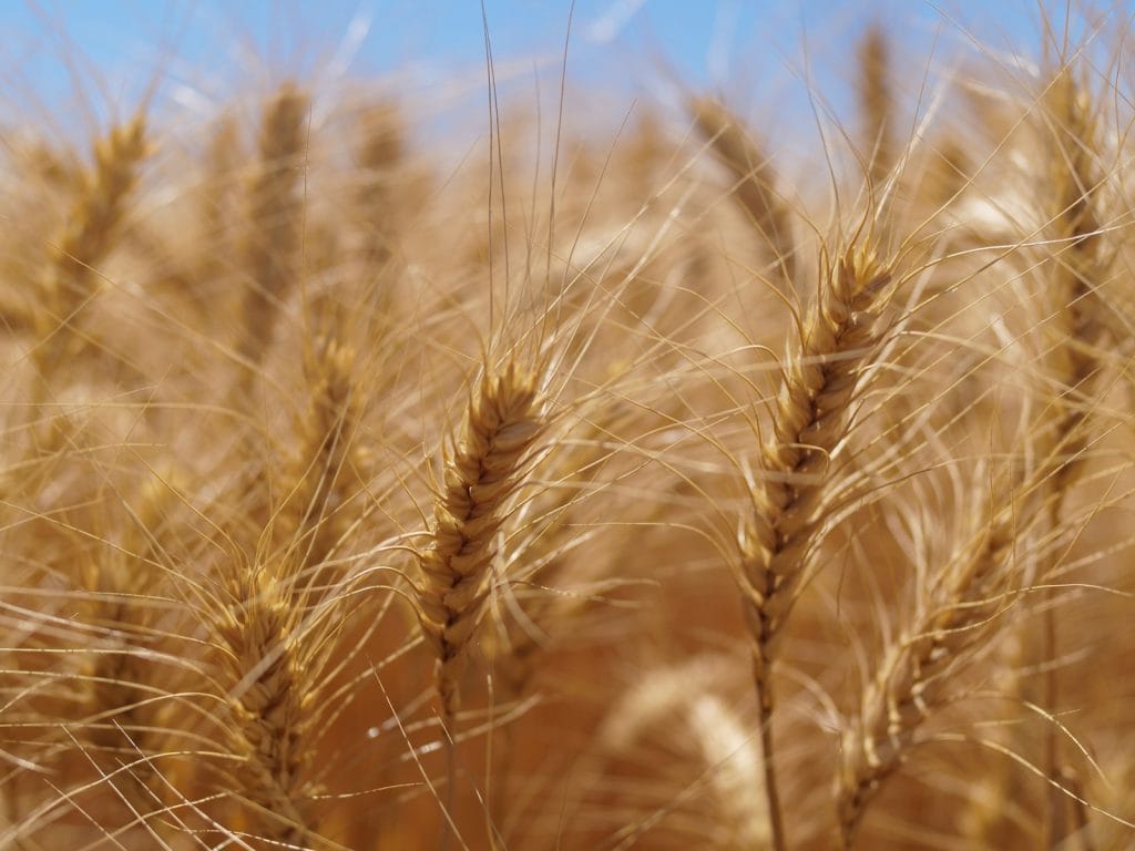 erbicide cereale arylex