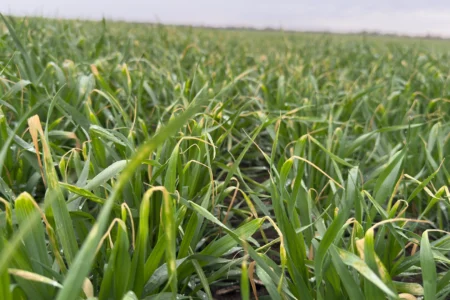 ExelGrow biostimulator Adama 1