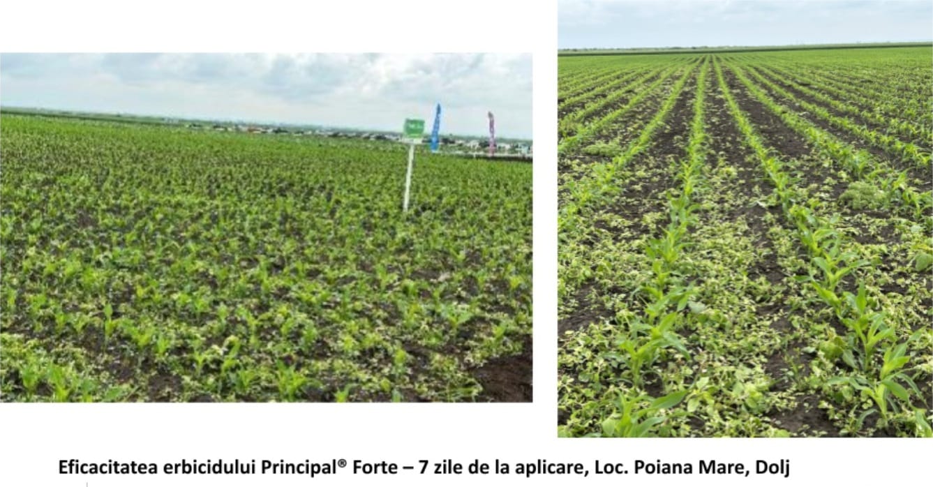 aplicare erbicid porumb principal forte corteva