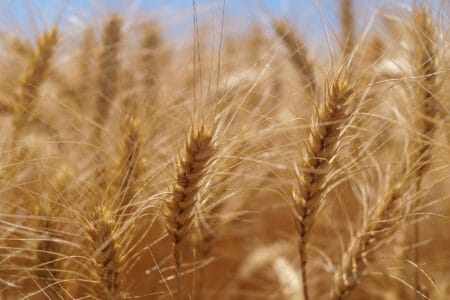 fainare cereale verben corteva