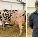 lupu holstein