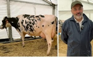 lupu holstein