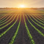 produsele biologice revoluționează agricultura