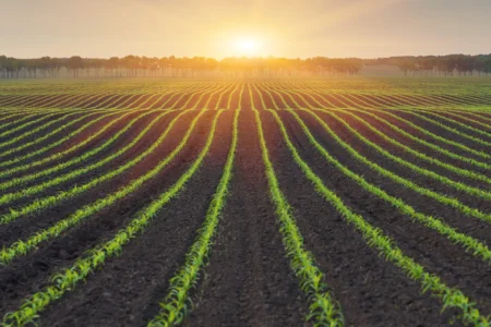 produsele biologice revoluționează agricultura