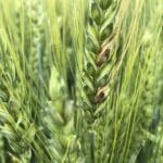 Adama Fusarium cereale paioase