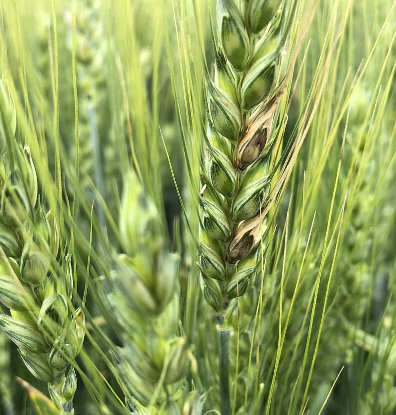 Adama Fusarium cereale paioase