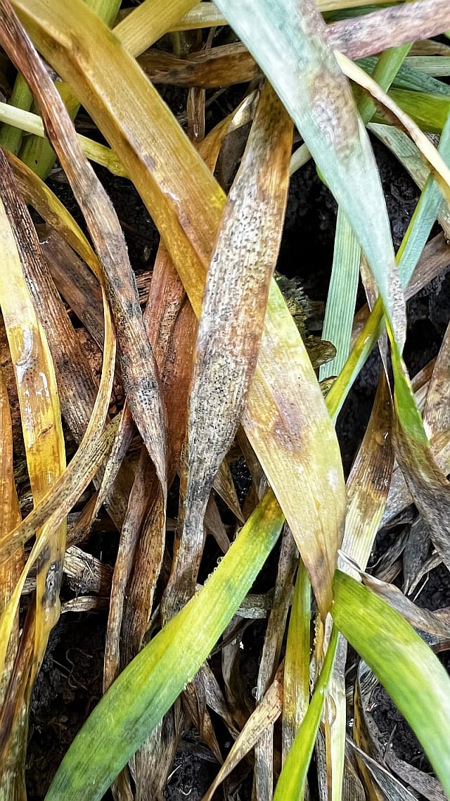 Adama Septoria cereale paioase