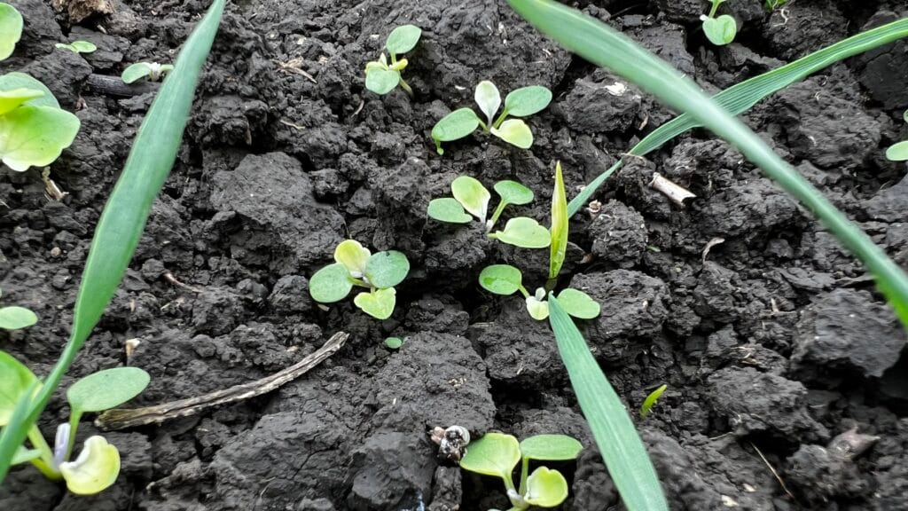 adama erbicid trinity efect