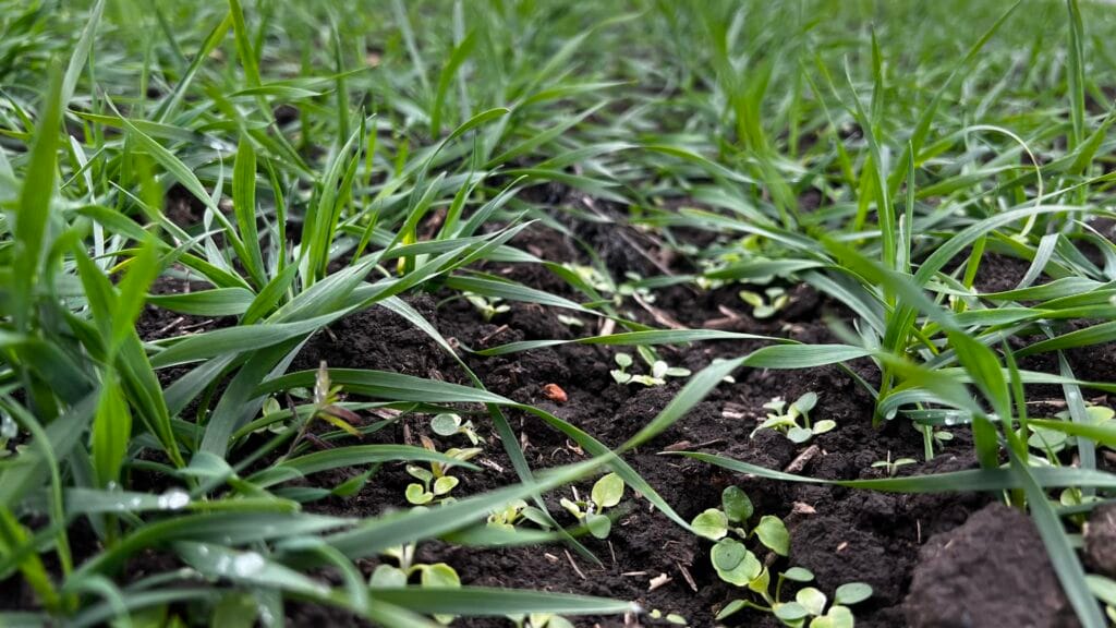 adama erbicid trinity efect