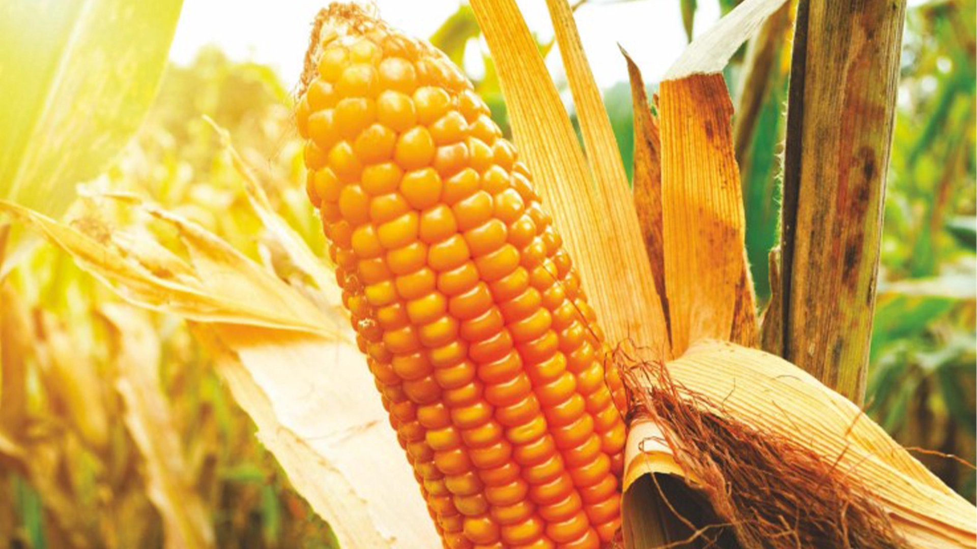 Agroind Farm Corn crop