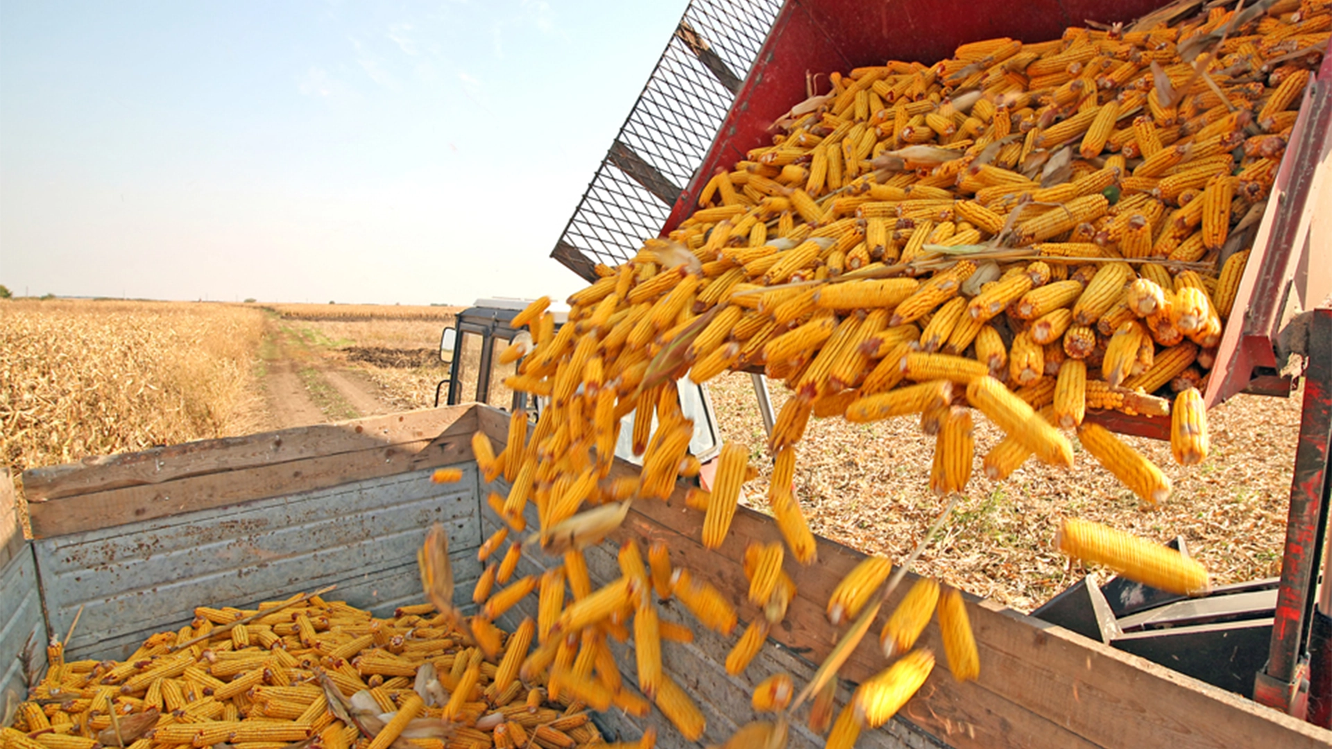 Agroind Farm Corn production