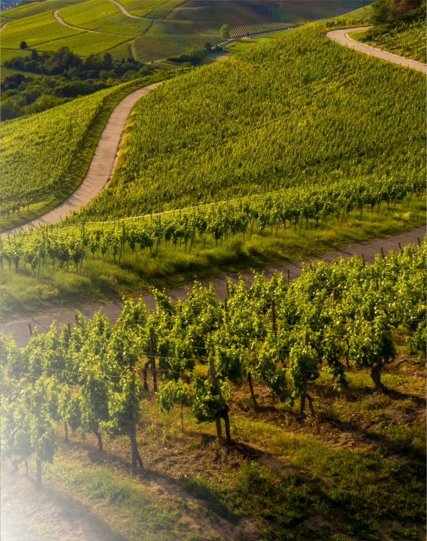 Domeniile Mitroi talendo fainarea vitei de vie