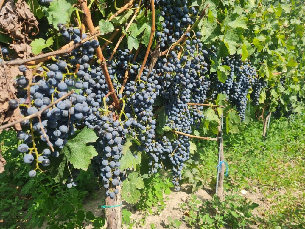Domeniile Mitroi struguri negri talendo