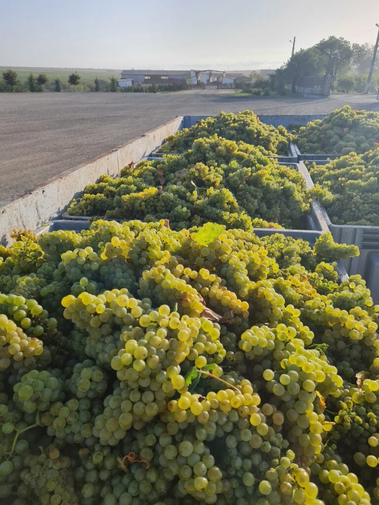 Domeniile Mitroi struguri albi