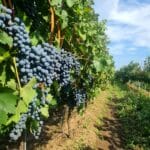 Domeniile Mitroi struguri negri pentru vin Corteva Agriscience (1)