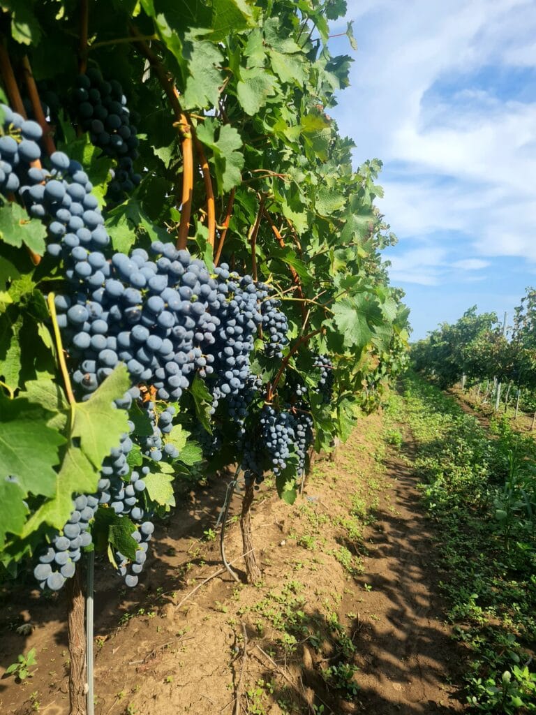 Domeniile Mitroi struguri negri pentru vin Corteva Agriscience (1)