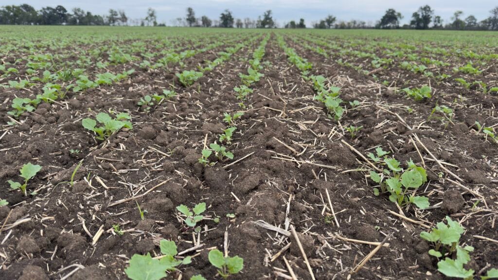 Sultan top erbicid rapita adama