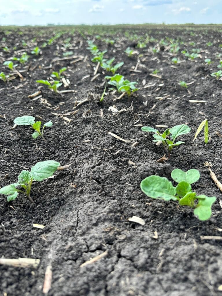 erbicid rapita adama