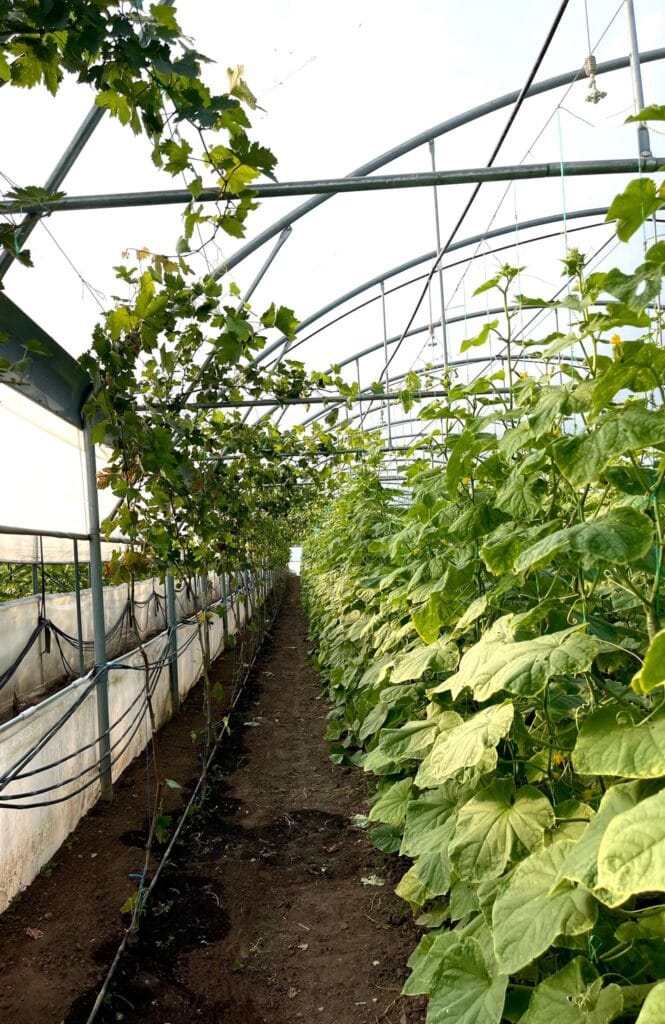 iris rosculet serele dulci talenta