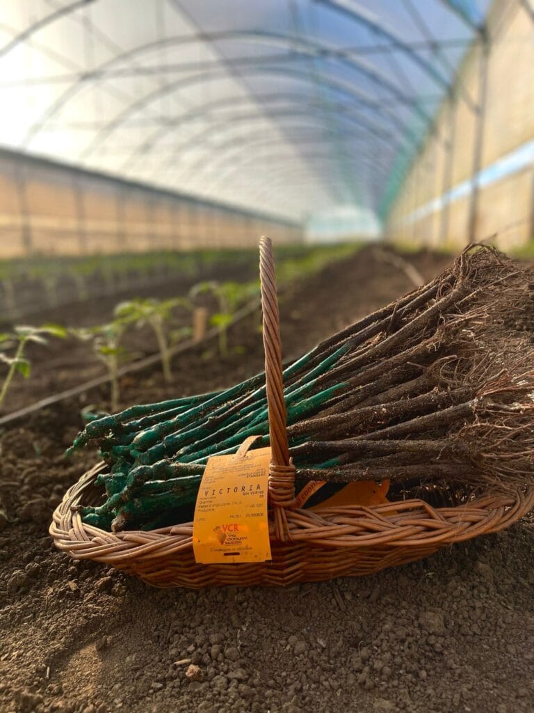 iris rosculet serele dulci talenta