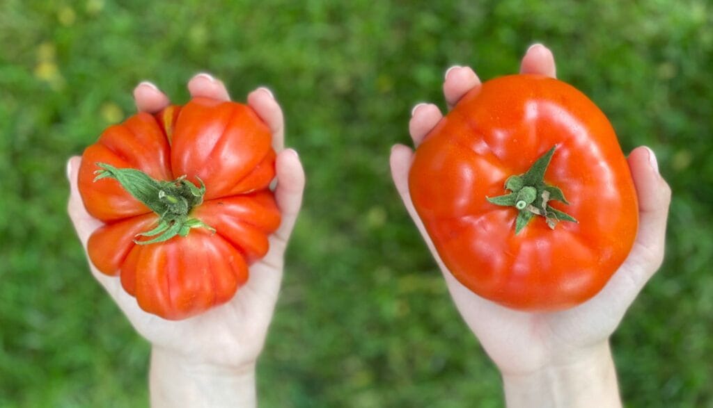 iris rosculet serele dulci talenta