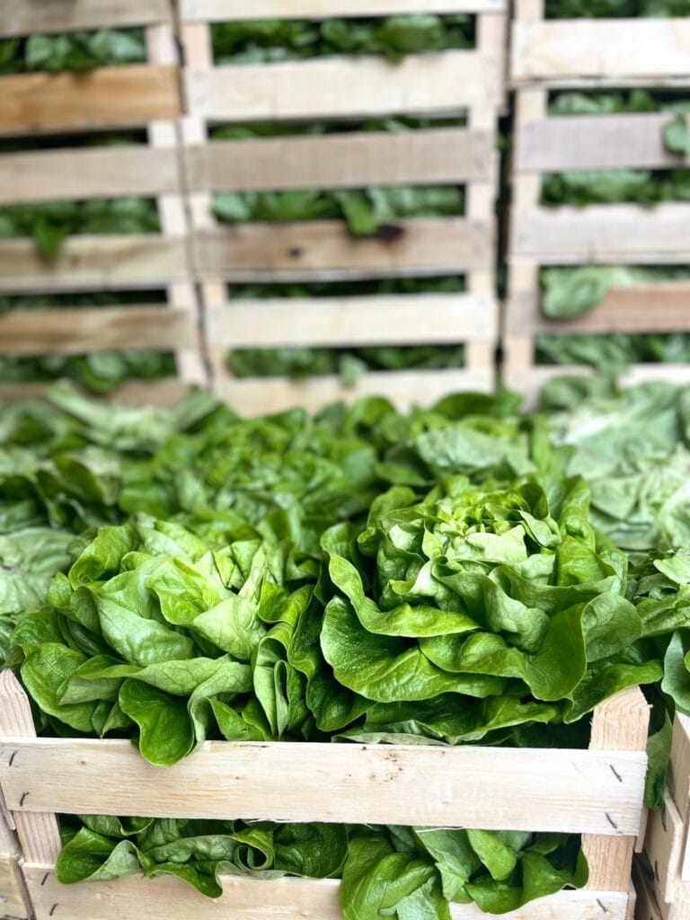 iris rosculet serele dulci talenta