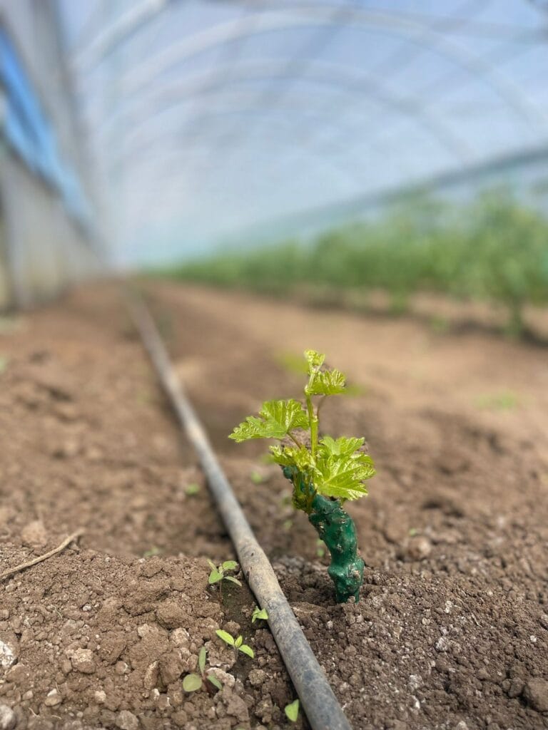 iris rosculet serele dulci talenta