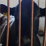 transport bovine