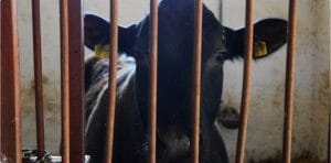 transport bovine
