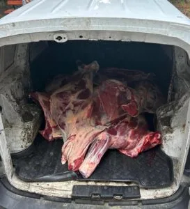 Putrefactie Abator ilegal! Polițiștii au confiscat sute de kilograme de carne și ...
