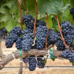 fainarea vitei de vie talendo corteva struguri negri