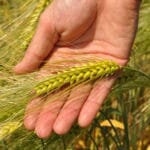 hibrid orz syngenta